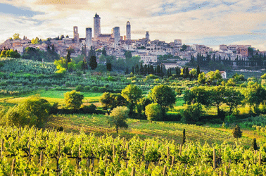 Wijnveld in Toscane